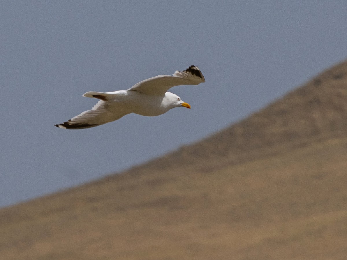Goéland de Mongolie - ML642985090