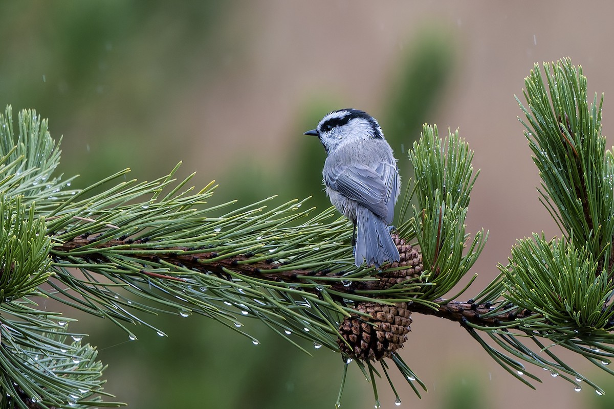 Mountain Chickadee - ML642985095