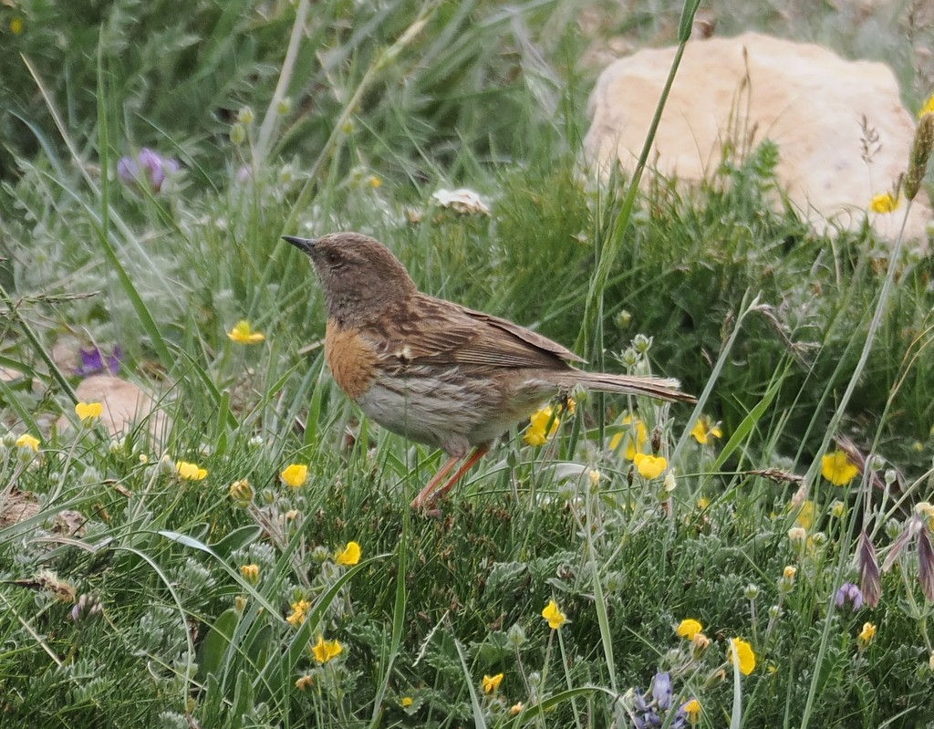 Robin Accentor - ML642985103