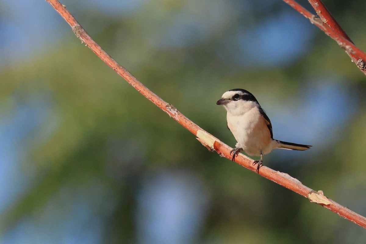 Masked Shrike - ML642985113