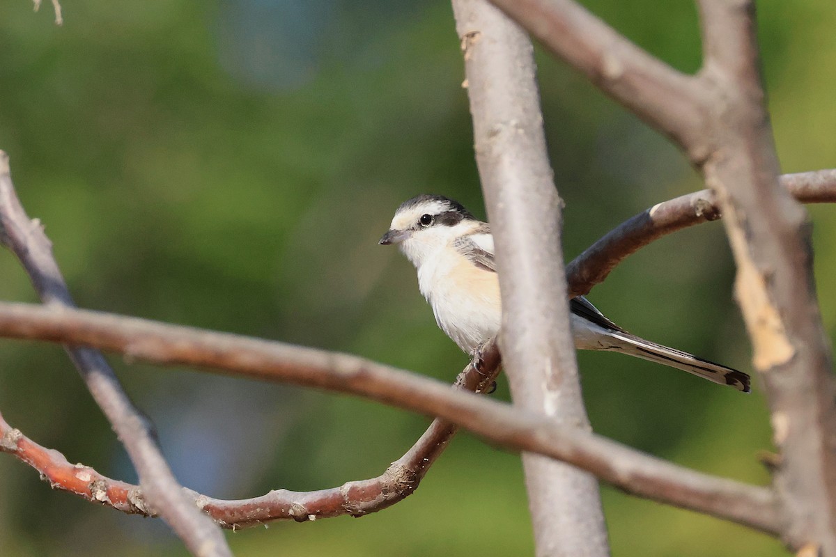 Masked Shrike - ML642985115