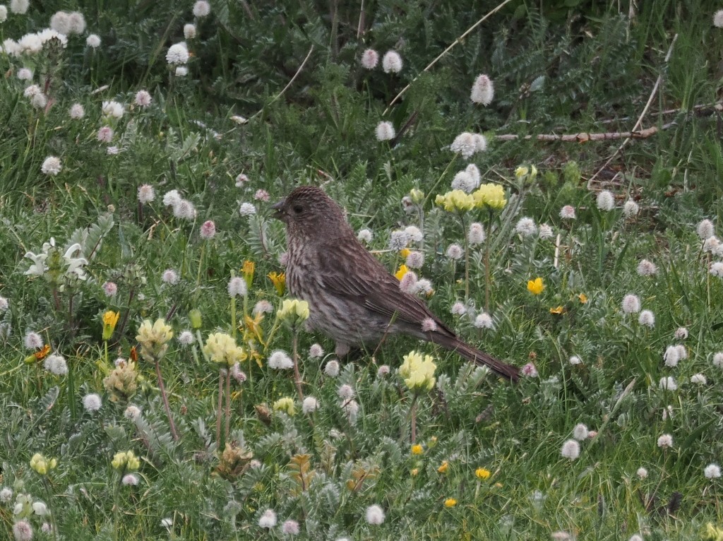 Red-fronted Rosefinch - ML642985130