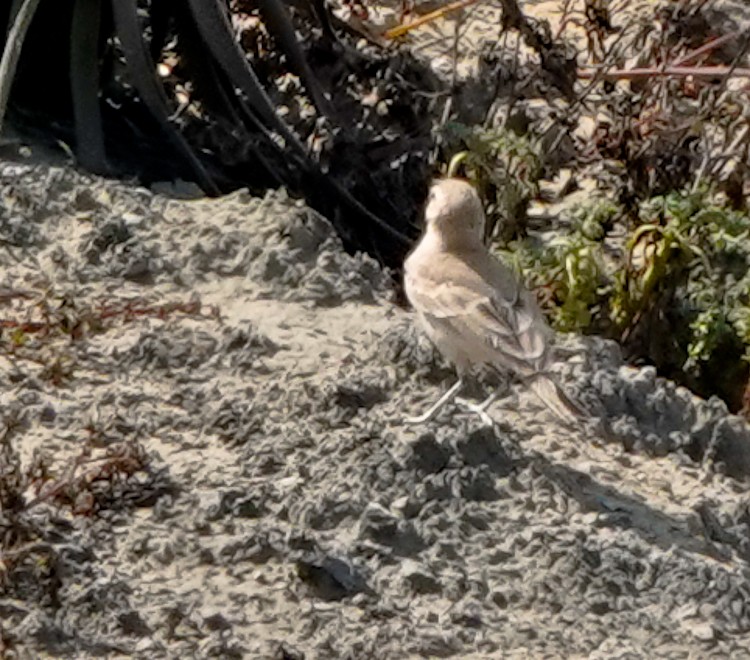 Coastal Miner - ML642985134