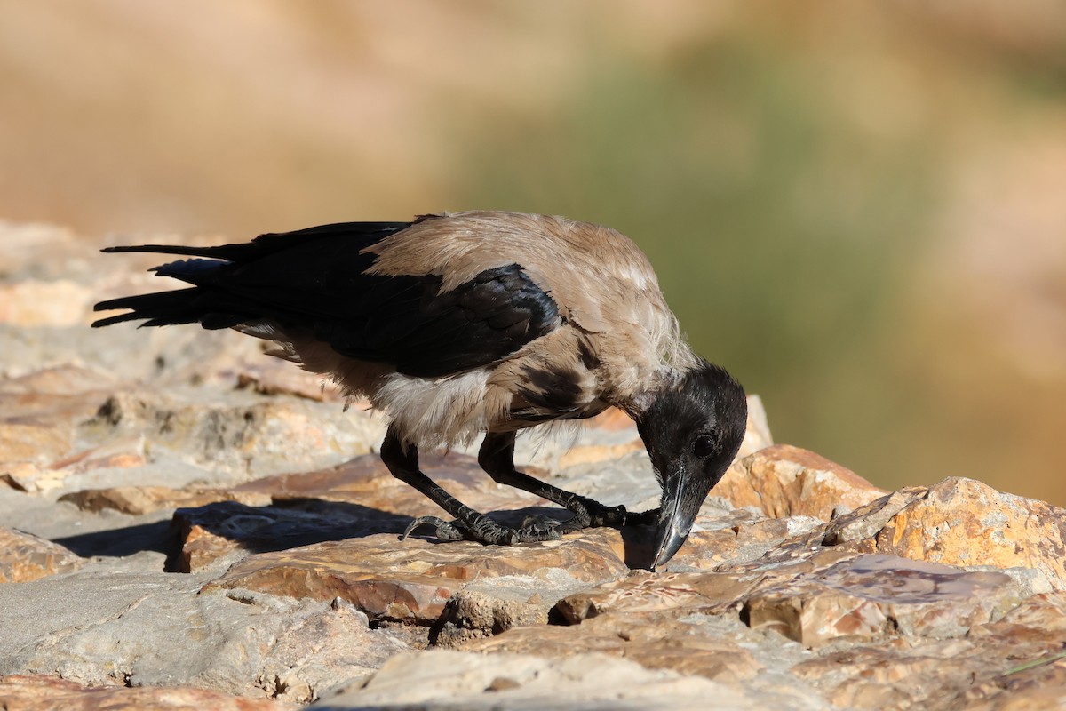 Hooded Crow - ML642985137