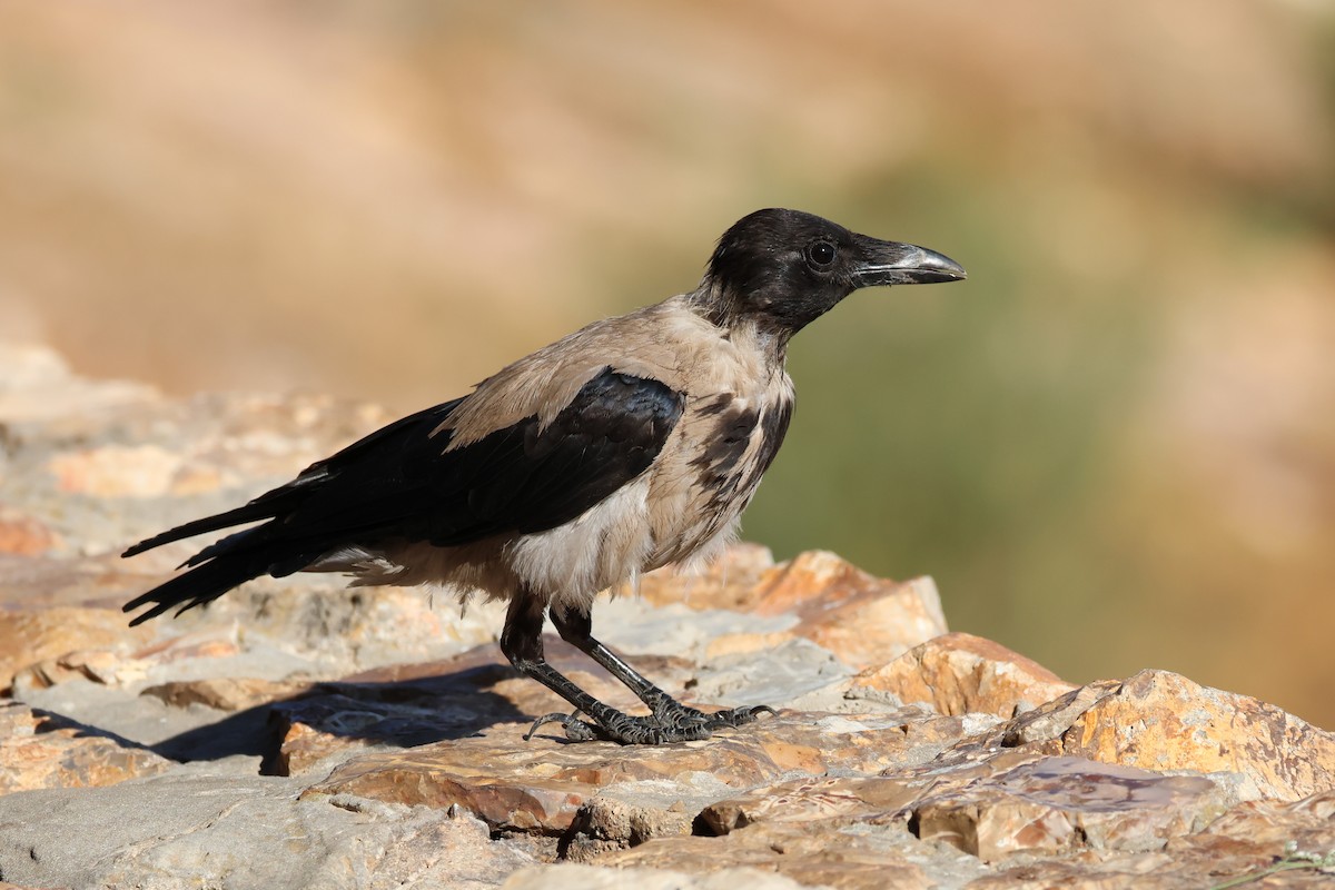 Hooded Crow - ML642985138