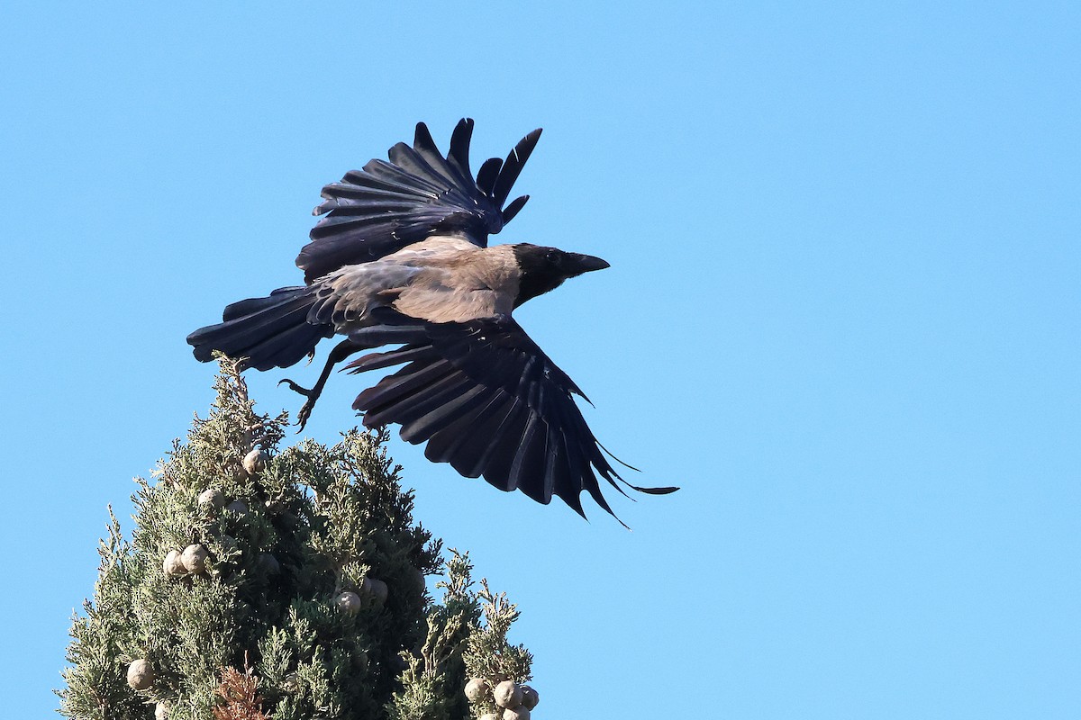 Hooded Crow - ML642985139