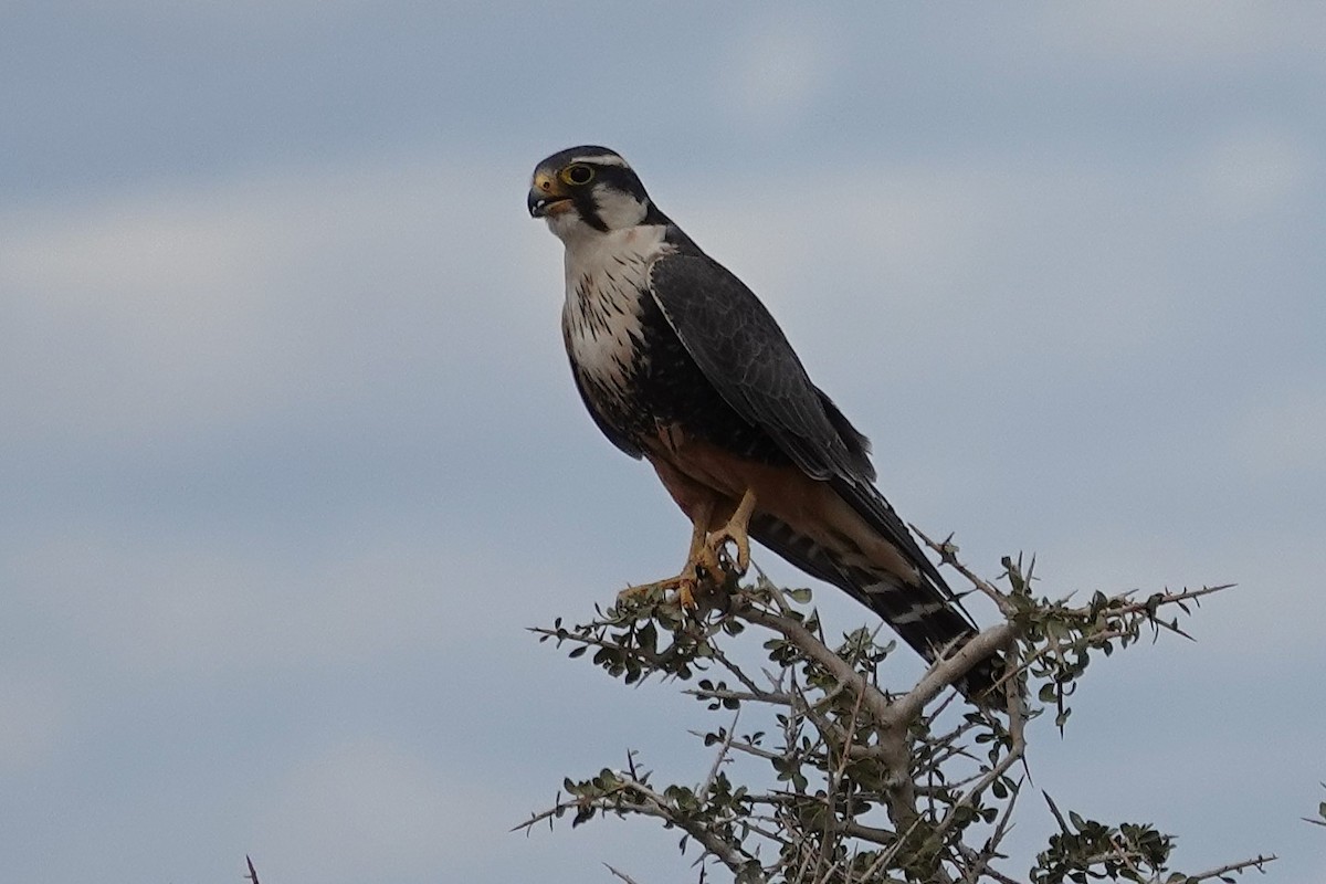 Aplomado Falcon - ML642985145