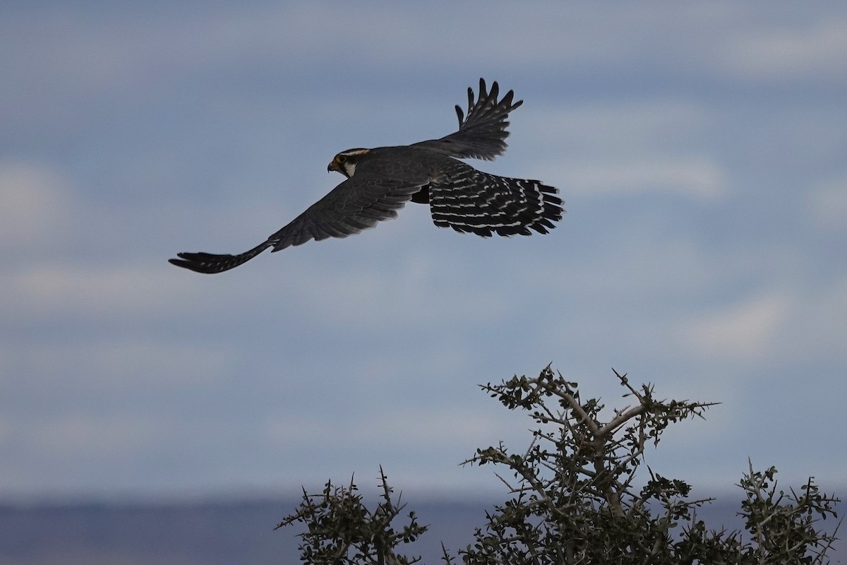 Aplomado Falcon - ML642985147