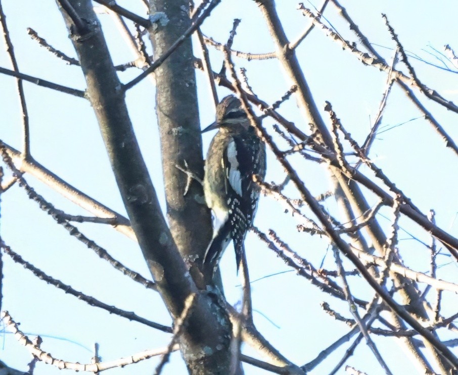 Yellow-bellied Sapsucker - ML642985148