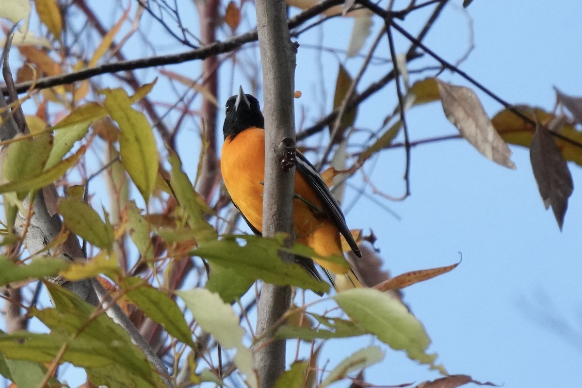 Baltimore Oriole - ML642985151