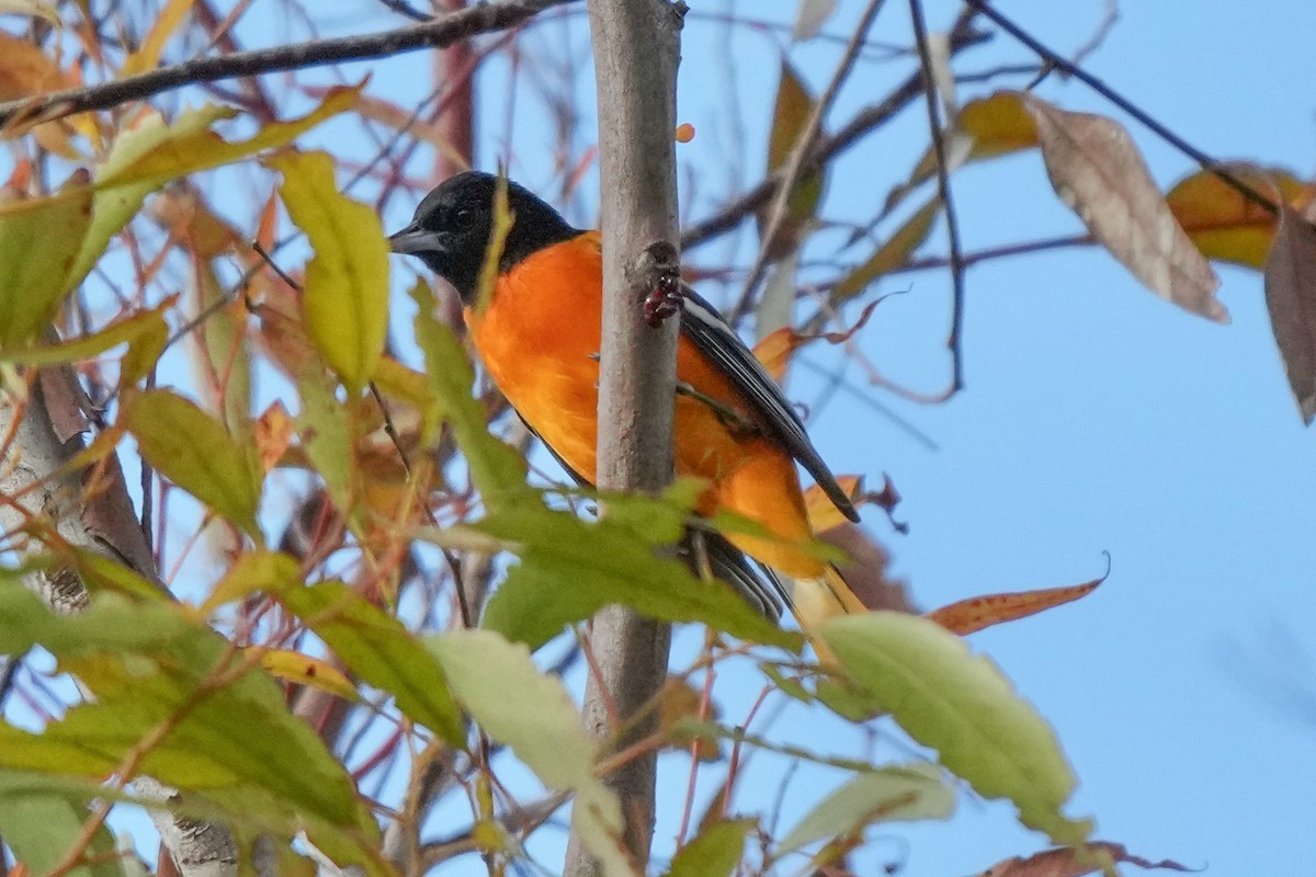 Baltimore Oriole - ML642985152