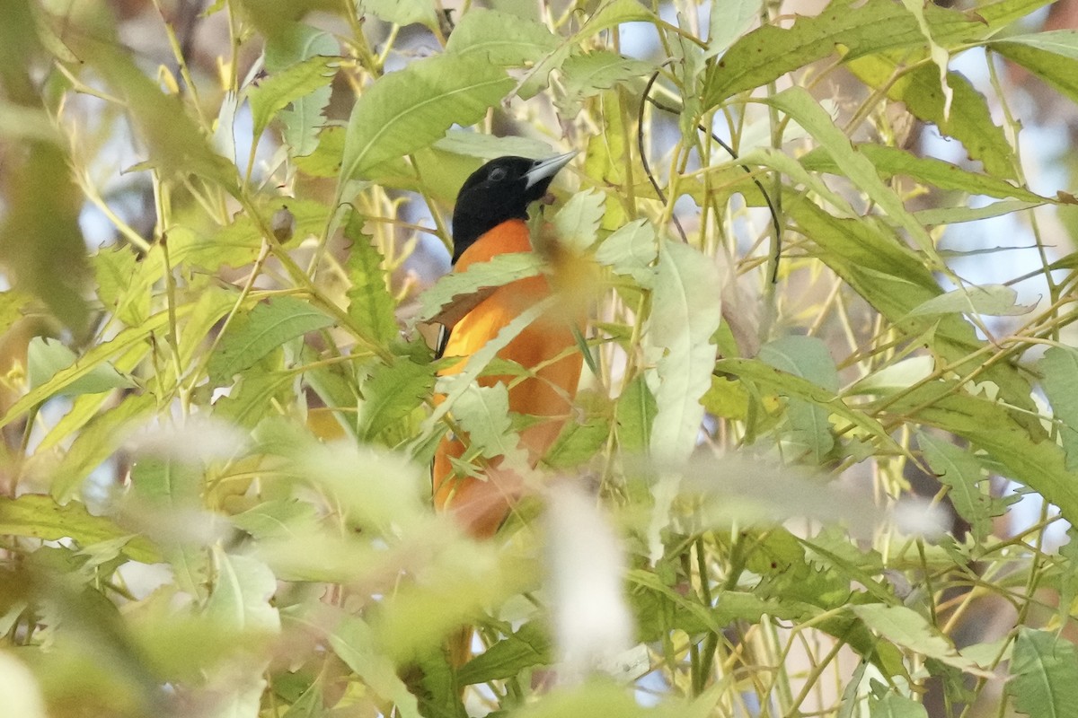 Baltimore Oriole - ML642985153