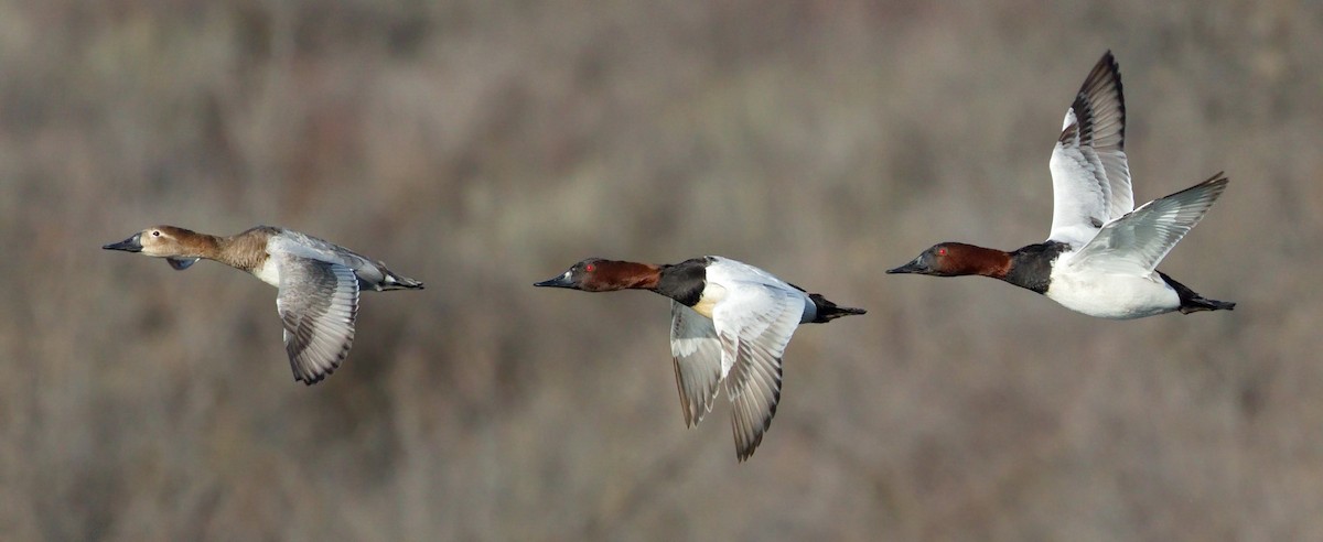 Canvasback - ML642985159