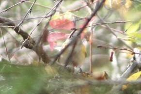 American Redstart - ML642985163