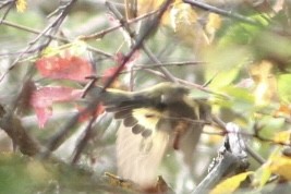 American Redstart - ML642985164