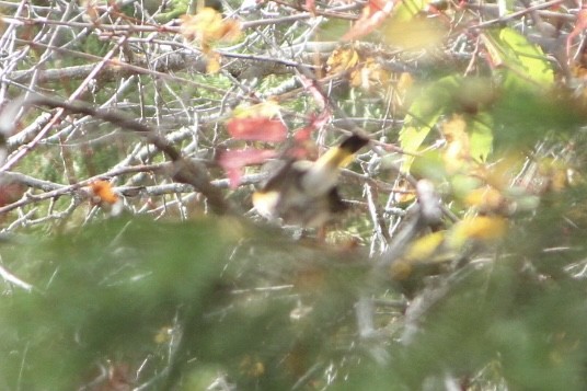 American Redstart - ML642985165