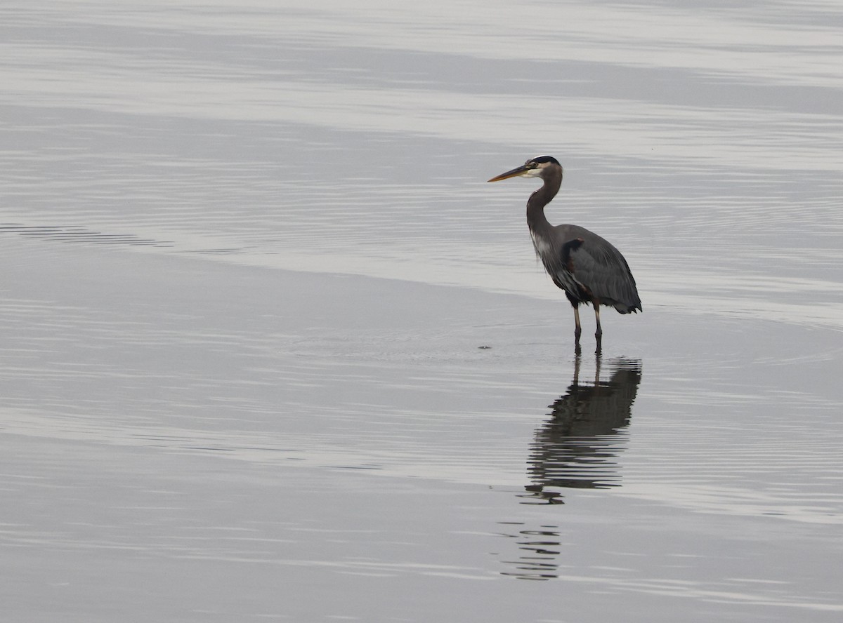 Great Blue Heron - ML642985167