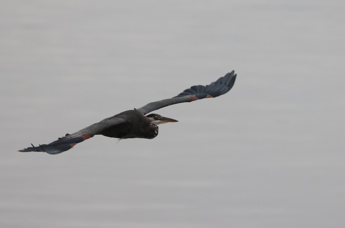 Great Blue Heron - ML642985168
