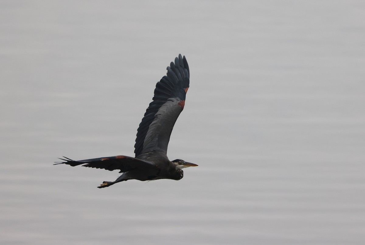 Great Blue Heron - ML642985171