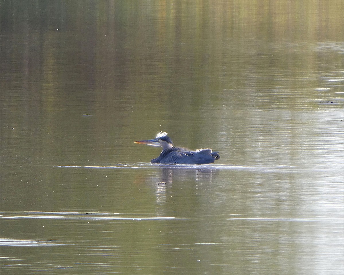 Great Blue Heron - ML642985176