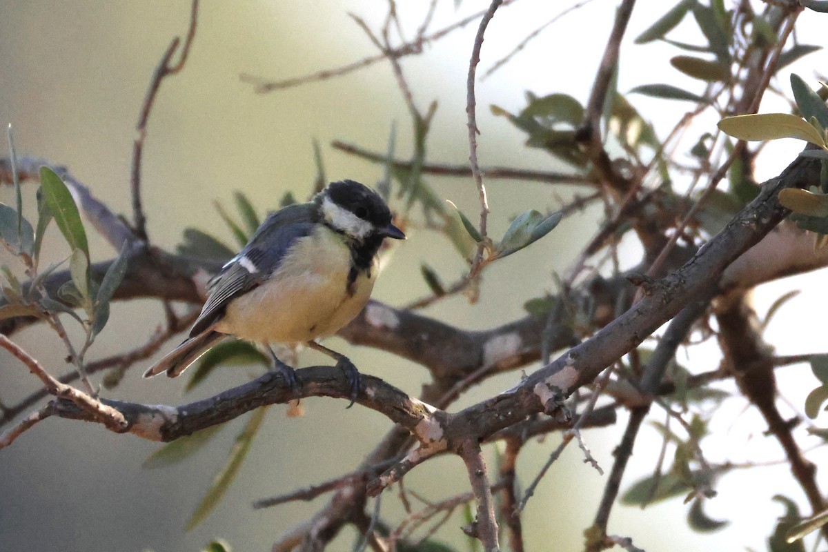 Great Tit - ML642985180