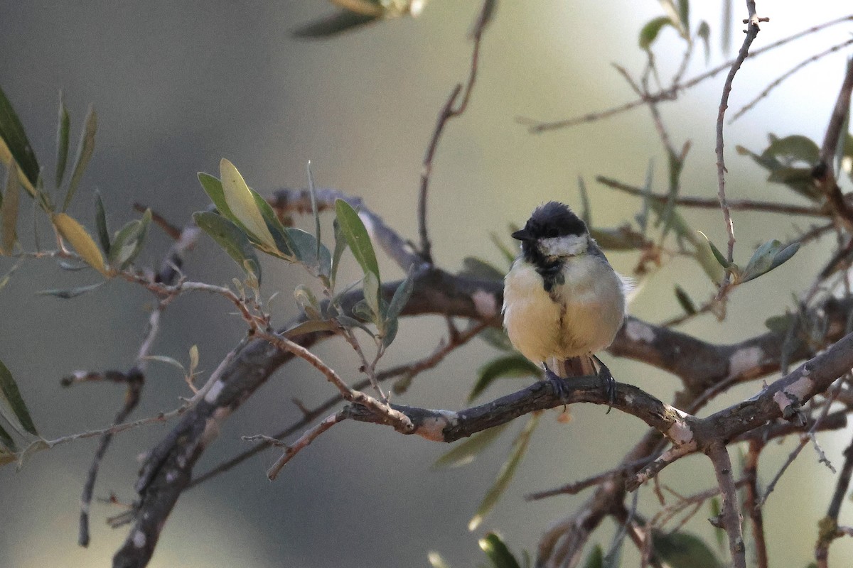 Great Tit - ML642985181