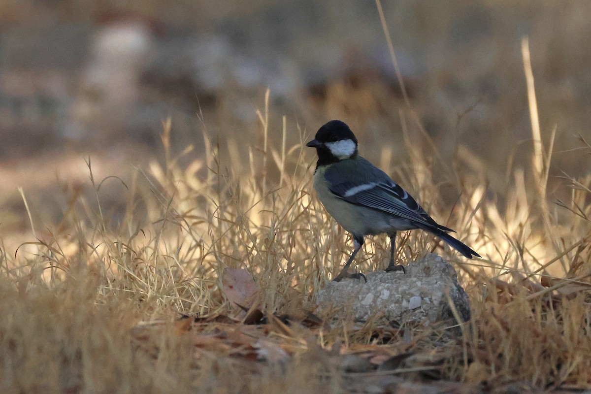 Great Tit - ML642985182