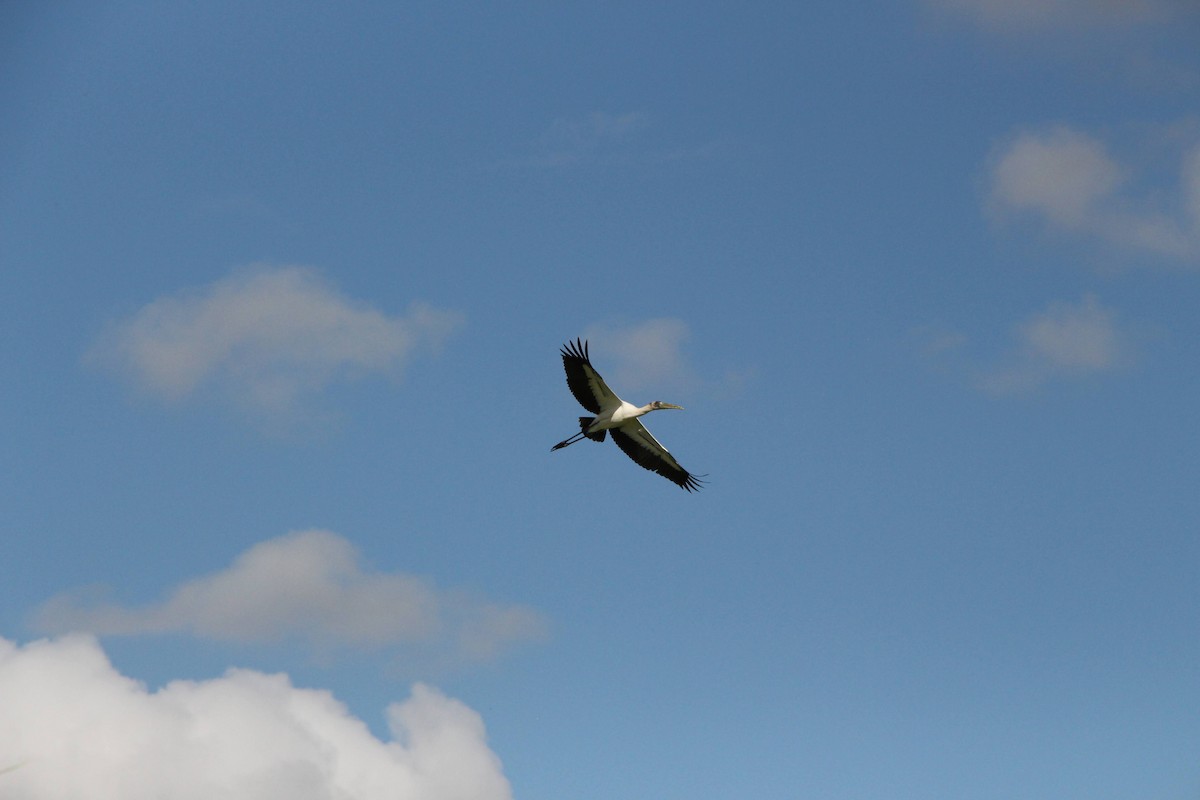 Wood Stork - ML642985187