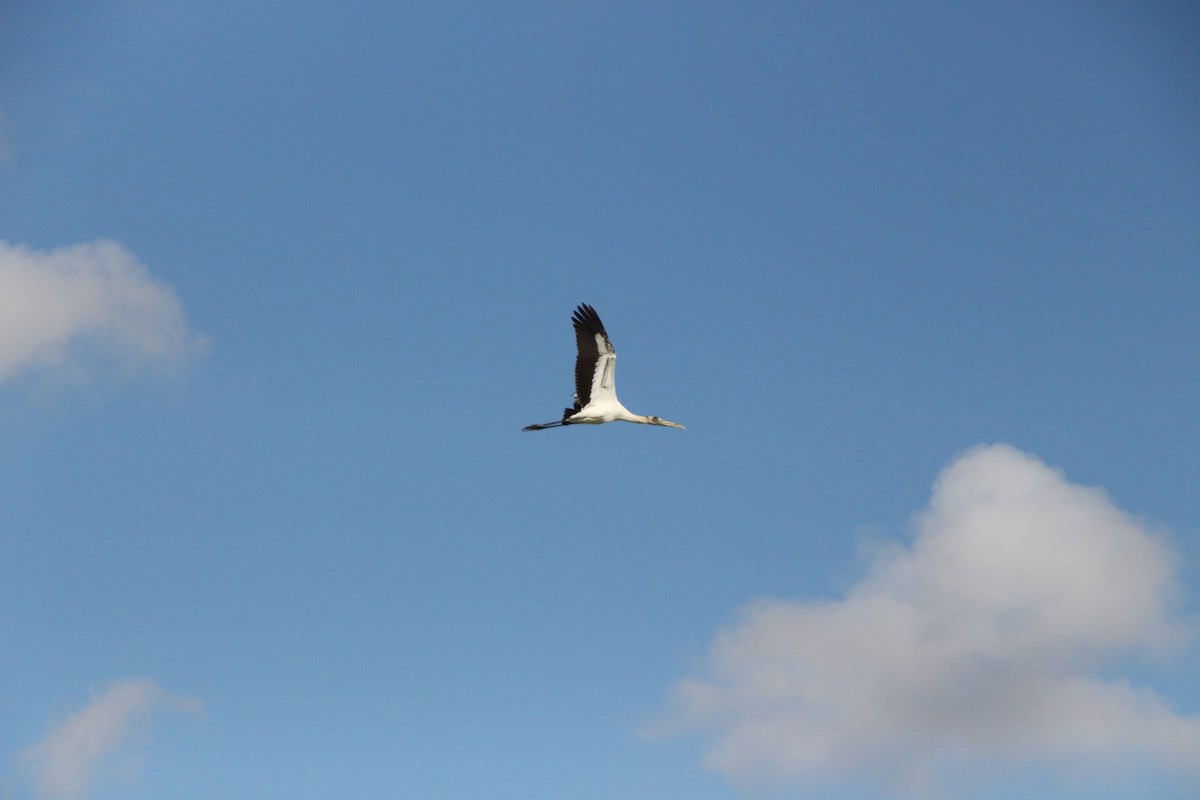 Wood Stork - ML642985188