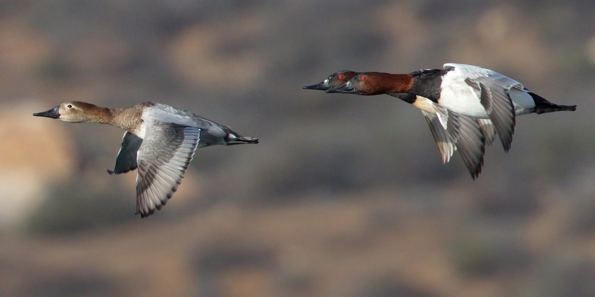 Canvasback - ML642985189