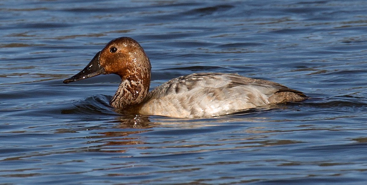 Canvasback - ML642985194