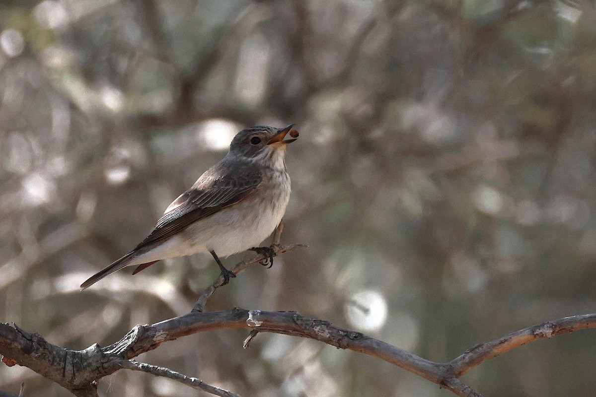 Spotted Flycatcher - ML642985201