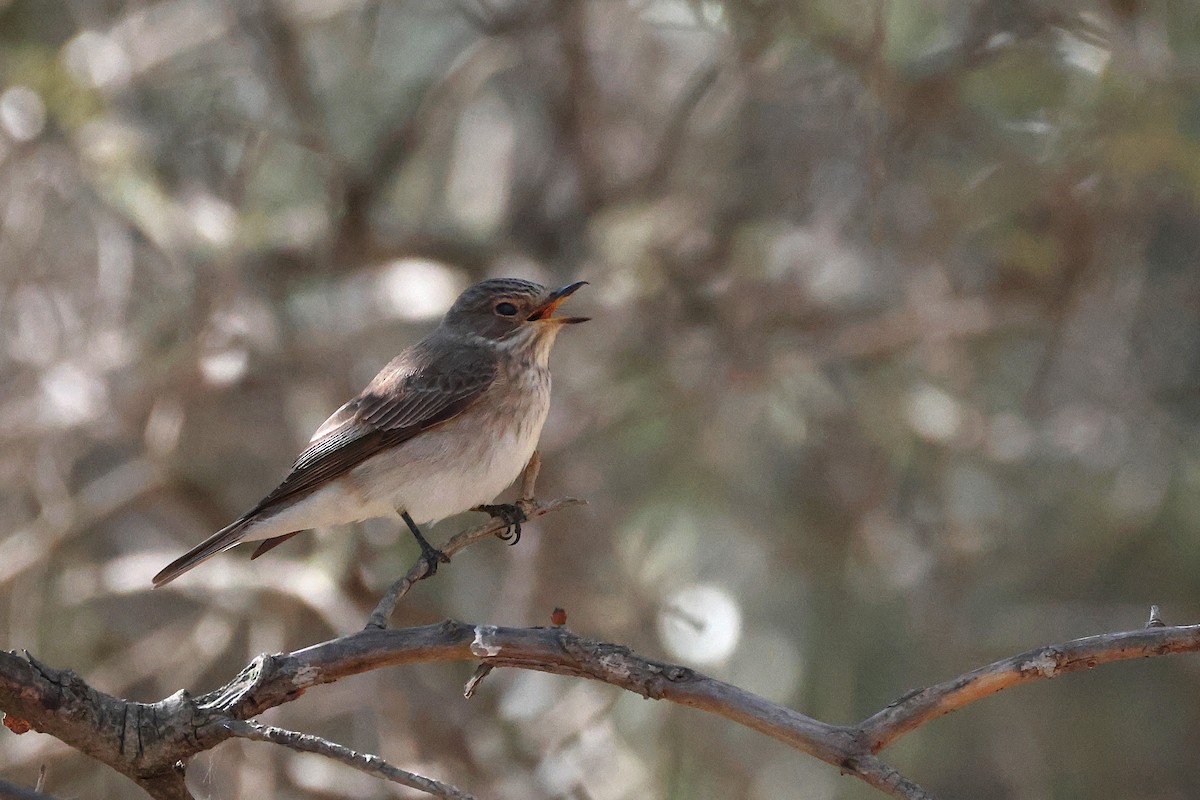 Spotted Flycatcher - ML642985202