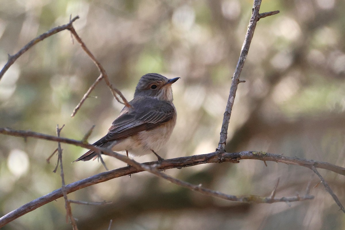 Spotted Flycatcher - ML642985203