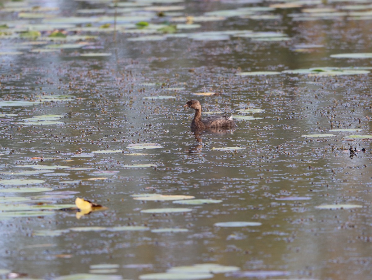 オビハシカイツブリ - ML642985205