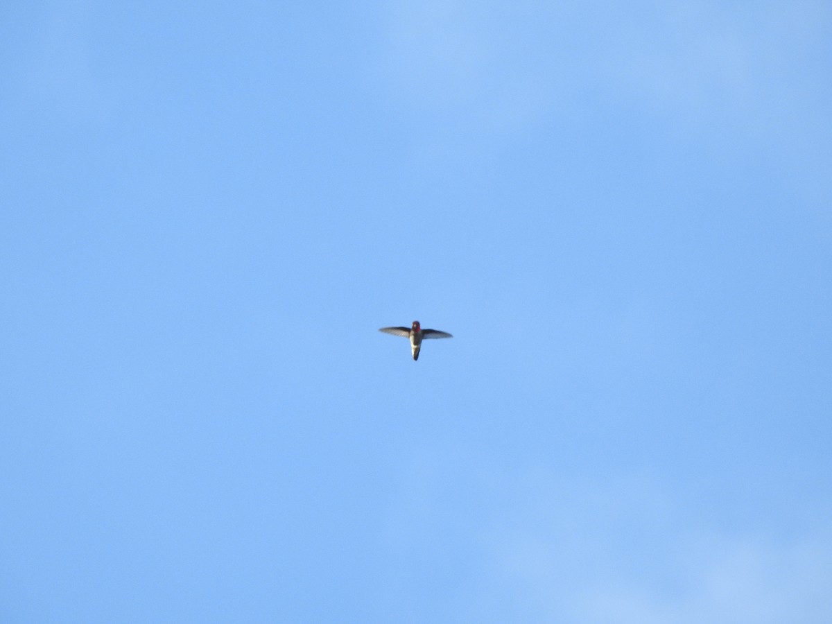 Anna's Hummingbird - ML642985206