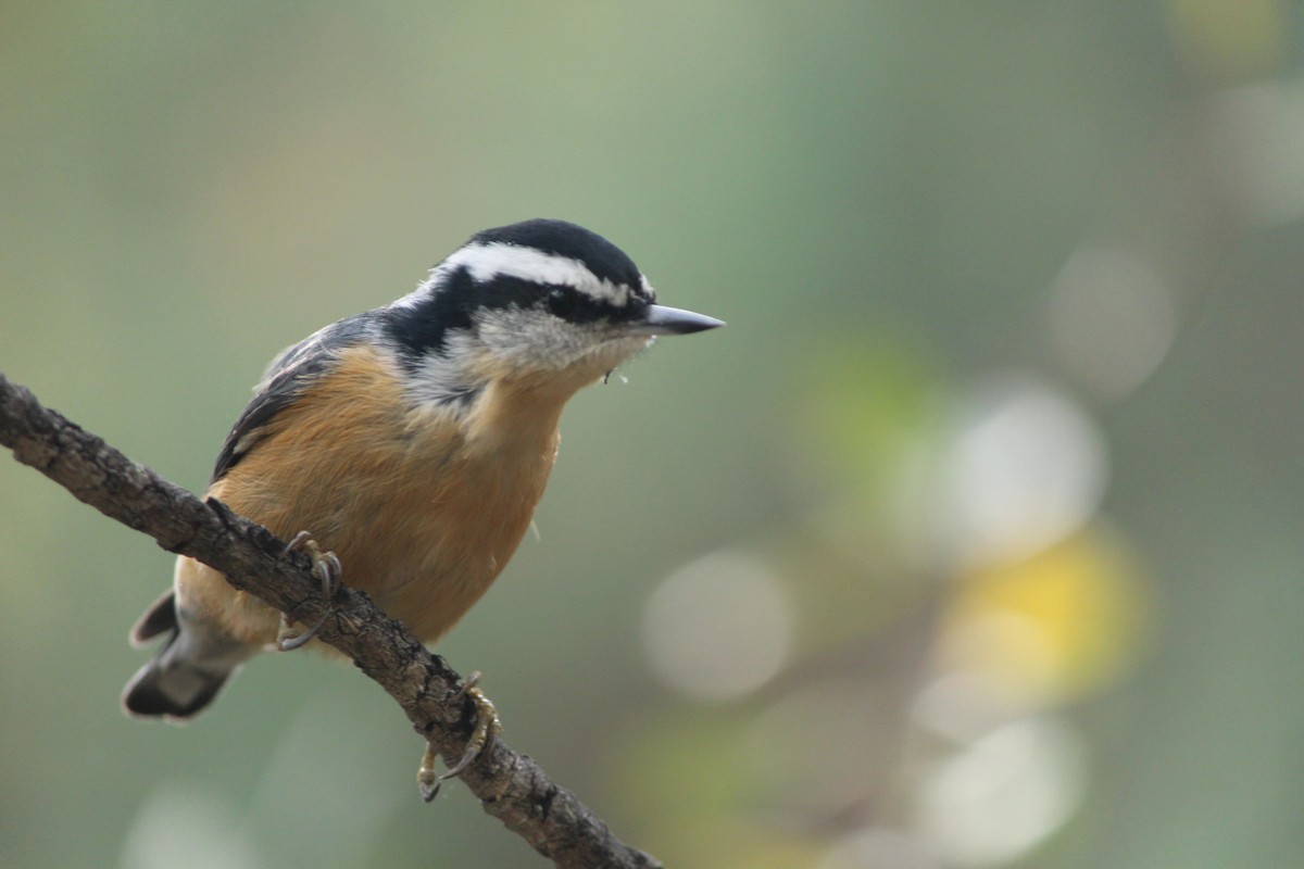 Red-breasted Nuthatch - ML642985208