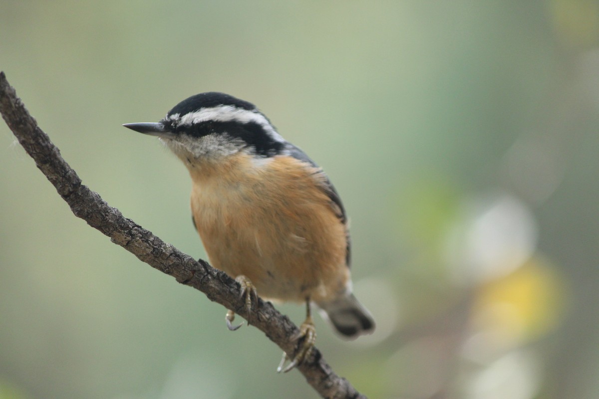 Red-breasted Nuthatch - ML642985209