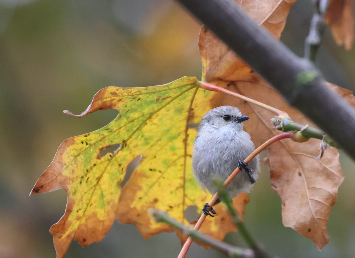 Bushtit - ML642985216