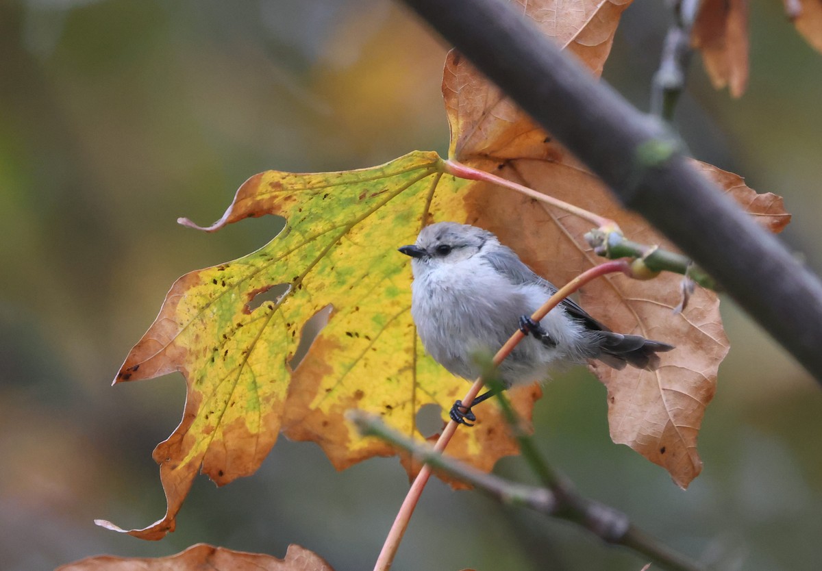 Bushtit - ML642985217