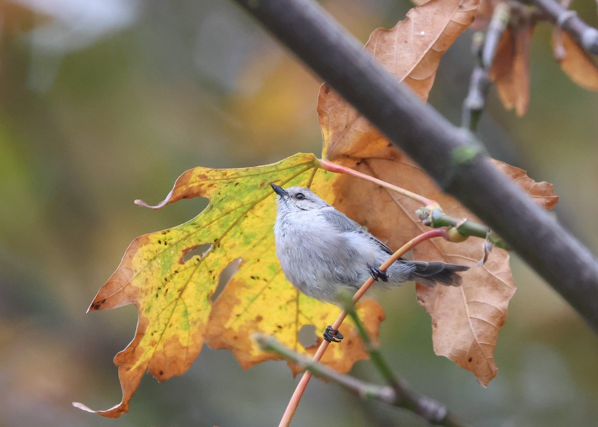 Bushtit - ML642985218