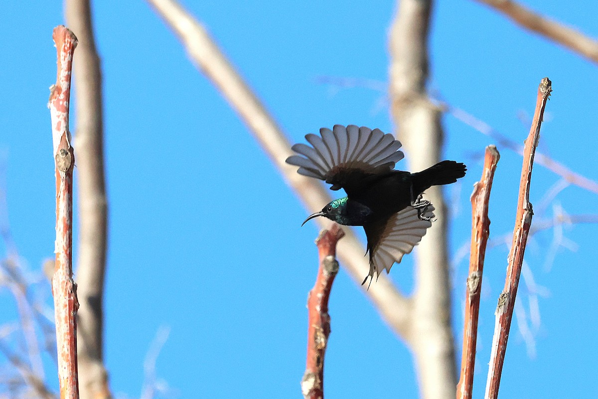 Palestine Sunbird - ML642985223