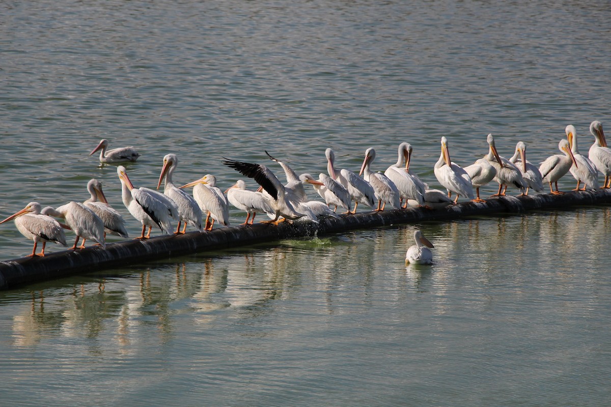 American White Pelican - ML642985225