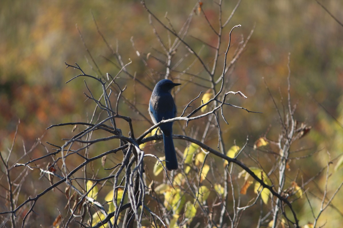 Woodhouse's Scrub-Jay - ML642985227