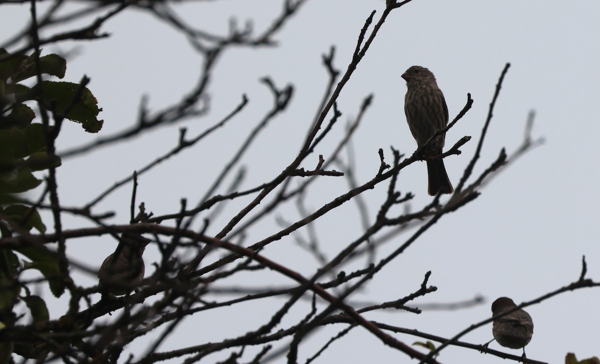 House Finch - ML642985229