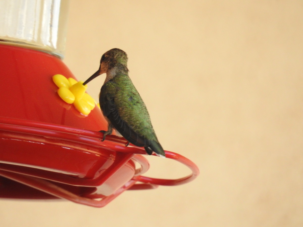 Black-chinned Hummingbird - ML642985230