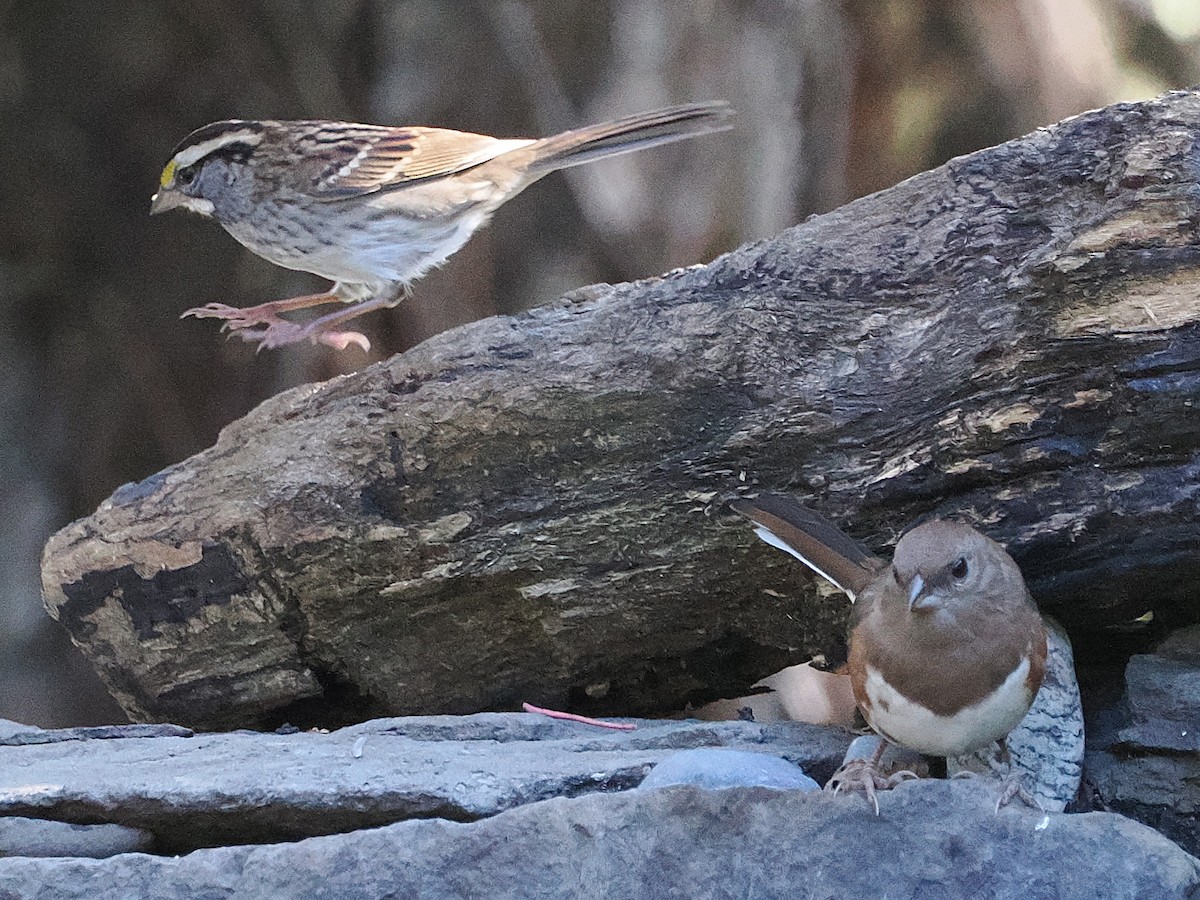 Eastern Towhee - ML642985233