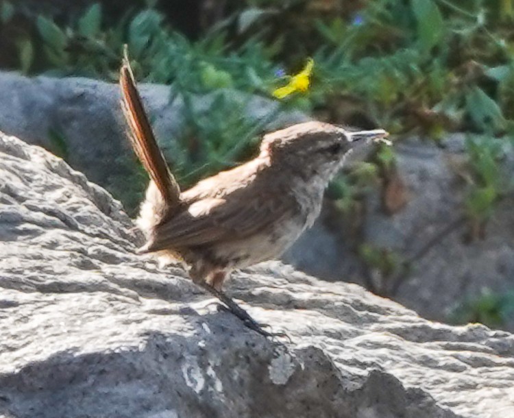 Cactus Canastero - ML642985235