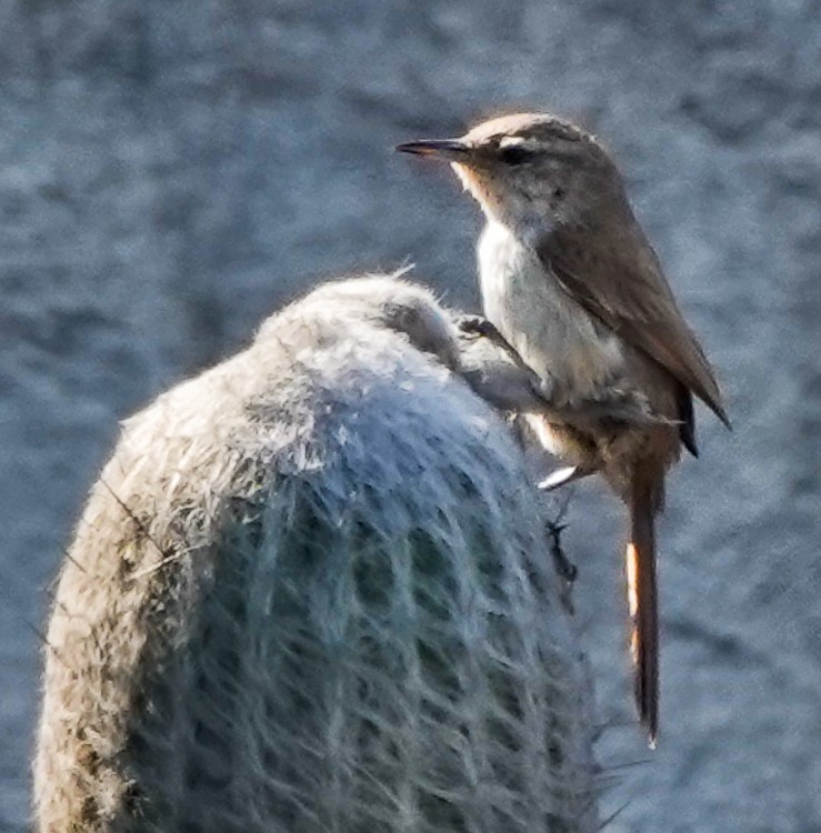 Cactus Canastero - ML642985236