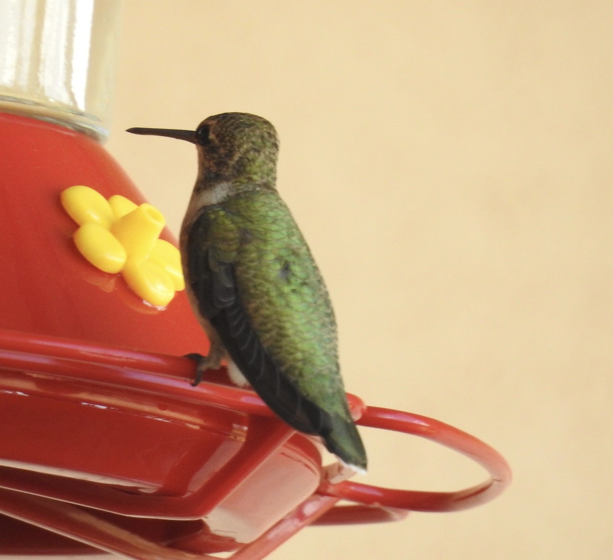 Black-chinned Hummingbird - ML642985237
